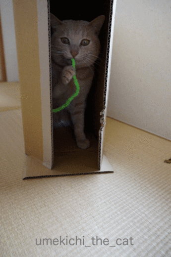anigif.gif