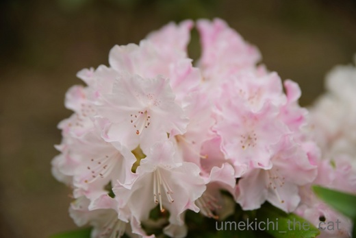 batch_DSC04421.jpg