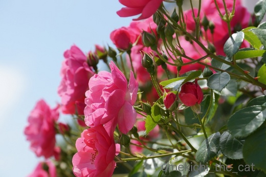 batch_DSC04484.jpg