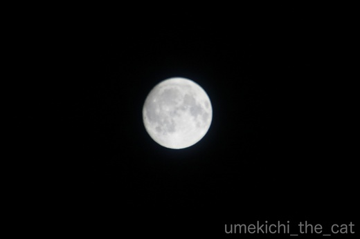 batch_かぶがぶDSC01123.jpg