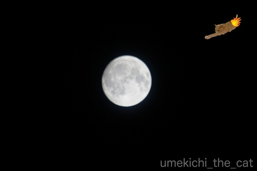 batch_かぶがぶDSC01123のコピー.jpg