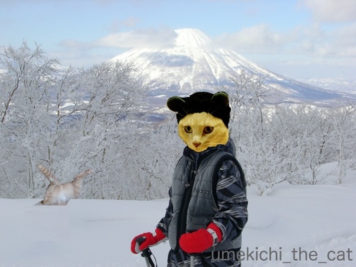 batch_コーチと埋まる猫.jpg