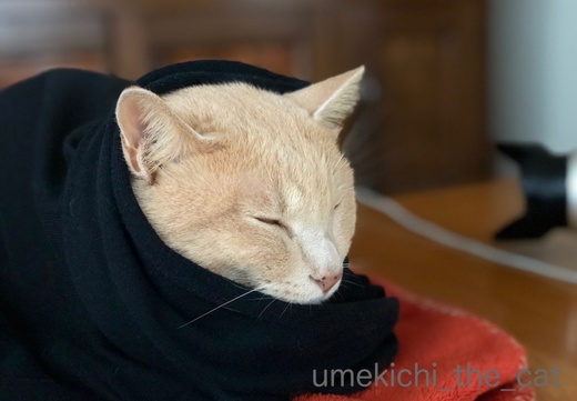 batch_IMG_0308.jpg