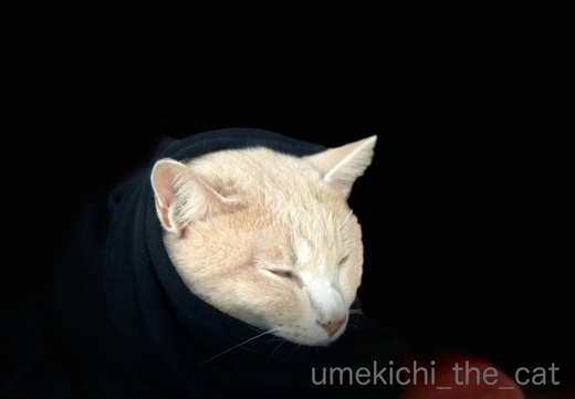 batch_IMG_0311.jpg