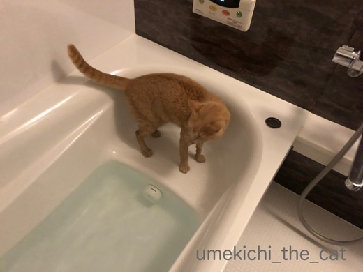 batch_IMG_0648.jpg