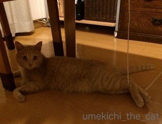 batch_IMG_1596.jpg