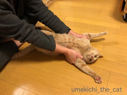 batch_IMG_2731.jpg