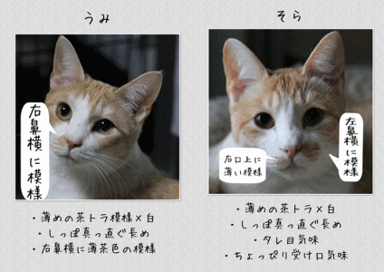 soraumi--3-side.gif
