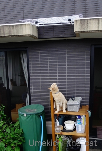 ssブログ_F46F7F8F-F304-4C10-935B-DD51CDDA04A0.jpg